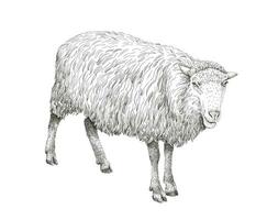 Sheep sketch style illustration. Hand drawn image of beautiful black and white farm animal. Line art drawing in vintage style. Realistic drawing. vector