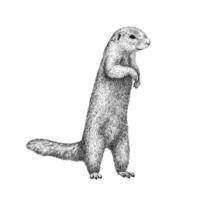 African ground squirrel drawing in sketch style. Hand drawn illustration of beautiful black and white animal. Line art drawing in vintage style. Realistic image of a stand up squirrel. vector