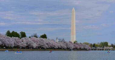 4k Timelapse Washington monument och dc tidvattens- handfat video