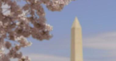 4k estante atención Washington Monumento y sakura flores video