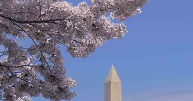 kantelen naar beneden naar Washington monument en kers bloesems video