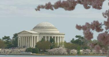 Cerise fleurs et Thomas Jefferson Mémorial video