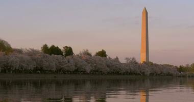 Washington Monumento y arboles a puesta de sol en corriente continua video