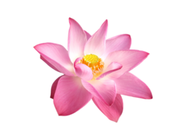 Beautiful pink lotus flower blooming with visible stamens and pistils isolated on transparent background with clipping path. Water lily symbolizes purity in Buddhism. png