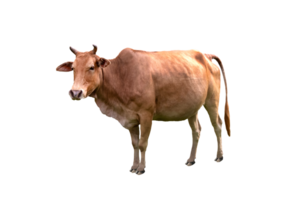 Cow beef is an agricultural commodity standing sideways and isolated on transparent background. png