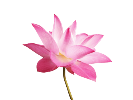 hermosa rosado loto flor floreciente aislado en transparente antecedentes. agua lirio simboliza pureza en budismo. png