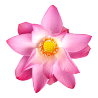 Top view beautiful pink lotus flower blooming with visible stamens and pistils isolated on transparent background. Water lily symbolizes purity in Buddhism png