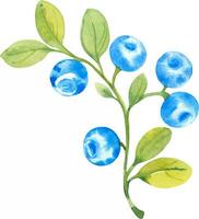 Blueberries, vector set watercolor hand drawn isolated illustrations sketch style