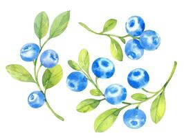 Blueberries, vector set watercolor hand drawn isolated illustrations sketch style