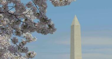 Washington Monumento y Cereza flores video
