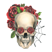 Human skull with red roses and cobwebs. Hand drawn watercolor illustration for day of the dead, halloween, Dia de los muertos. Isolated composition png