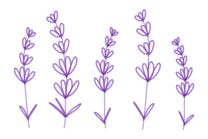 Lavender watercolour, colour pencil sketch outline design., png