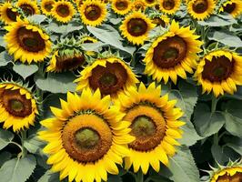 A Large Group Of Sunflowers In A Field. AI Generated photo