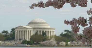 4k prateleira foco cereja flores e Thomas Jefferson memorial dentro Washginton dc video