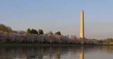 hermosa Washington corriente continua Cereza flores y Washington Monumento a puesta de sol video