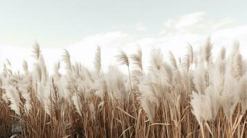 Generative AI, Pampa grass branch with sky. Abstract natural boho background of soft plants, Cortaderia selloana photo