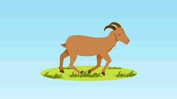 goat on grass vector illustration video