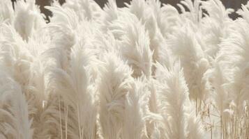 Generative AI, Pampa grass branch with sky. Abstract natural boho background of soft plants, Cortaderia selloana photo