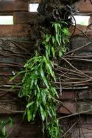 fern plants creeper on the wall photo