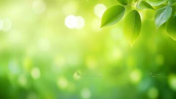 Abstract Green Nature Background Summer Park in Bokeh photo