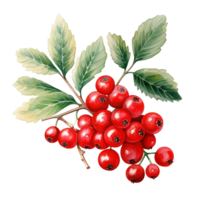 Holly Berries For Christmas Event. Watercolor Style. AI Generated png