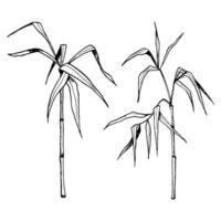 Vector growing bamboo stems and branches with leaves graphic illustration set. Tropical nature in black and white