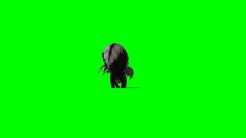 Skunk chroma key, Back view of Skunk green Screen animation, polecat video