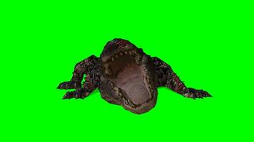 crocodile chrominance clé, crocodile vert écran animation video