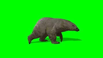 polar oso croma llave, lado ver de polar oso corriendo verde pantalla animación video