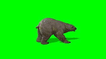 polar oso croma llave, lado ver de polar oso agresor verde pantalla animación video