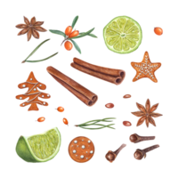 Watercolor set of cinnamons, star anise, lime slices, sea buckthorn berry, gingerbread cookie, spruce, cloves. Illustration for Christmas and New Year design, spice shops png