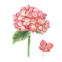 årgång blomning hortensia gren. sammansättning i höst trendig färger. vattenfärg illustration för bröllop design, inbjudan, hälsningar, bukett dekoration png