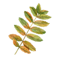 Autumn rowan leaves. Leaf, sorbus aucuparia, mountain-ash, quick beam. Rowan tree autumn design. Watercolor illustration of fall dry leaf for herbarium decoration, prints, posters, texture, frame png