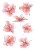 delicato rosa fiori di ortensia. fioritura giardino ortensia. acquerello illustrazione per fabbricazione mazzi di fiori e fiore disposizioni, invito, modello carta, blog, saluto png