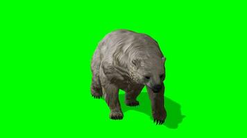 polar oso croma llave, polar oso corriendo verde pantalla animación video