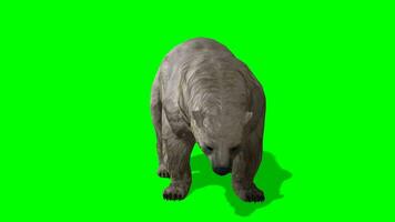 polar oso croma llave, polar oso en pie verde pantalla animación video