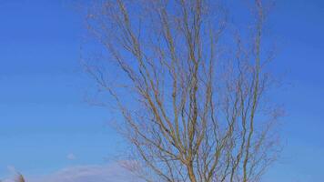 desnudo árbol ondulación en el viento video