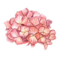 årgång hortensia huvud. rosa blomma. blomning trädgård hortensia. vattenfärg illustration för framställning buketter och blomma arrangemang, bröllop design, inbjudan, hälsningar. födelsedag kort png