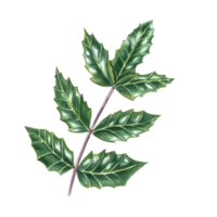 Mahonia aquifolium. Oregon grape leaf. Holly leaves. Evergreen shrub. Shiny green brunch. Watercolor illustration. For Autumn, Christmas decoration, cards png