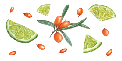 Watercolor botanical illustration of sea buckthorn, lime slices. Composition of fresh ripe berries. Set for the design of package design, advertising posters png
