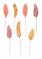 impostato di colorato laguru. soffice secco coniglietto coda. pianta elementi per fabbricazione mazzi di fiori e fiore disposizioni. acquerello illustrazione per nozze disegno, etichetta, cartolina, saluto png