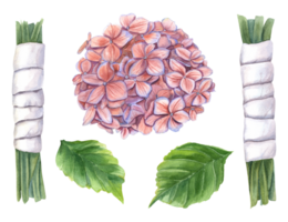 desmontado ramo de flores dentro piezas. hortensia inflorescencia, tallos en blanco cinta y verde hojas. acuarela ilustración para Boda diseño, modelo tarjeta png