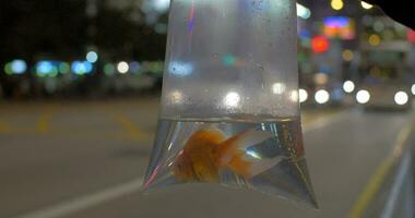 Goldfish in plastic bag against road traffic background video