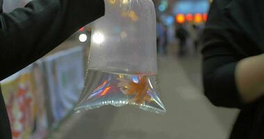 Close up view of woman arm holds plastic package with gold fish and going in the shopping mall Hong Kong, China video