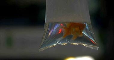 In transparent bag with water is swimming goldfish video