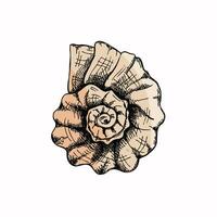 Hand drawn colored sketch of  prehistoric ammonite, seashell. Sketch style vector illustration isolated on white background.