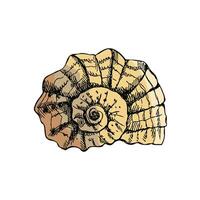 Hand drawn colored sketch of  prehistoric ammonite, seashell. Sketch style vector illustration isolated on white background.