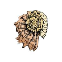 Hand drawn colored sketch of  prehistoric ammonite, seashell. Sketch style vector illustration isolated on white background.