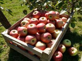 A Crate Filled With Lots Of Red And Yellow Apples. AI Generated photo