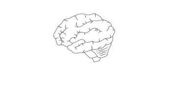 animated video of a human brain sketch